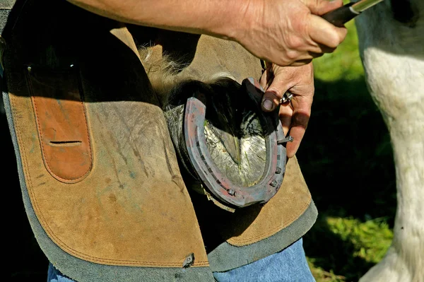 Blacksmith Percheron Horse Hitting Nail Newly Fitted Horses Shoe — Stock Photo, Image
