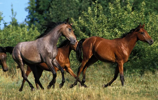 Arabian Horse Herd Galloping Grasland — Stockfoto