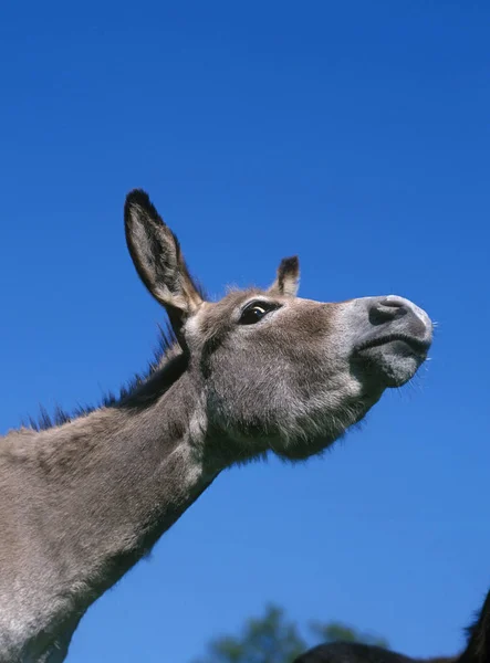 Grey Donkey French Breed Portrait Male Blue Sky — 图库照片
