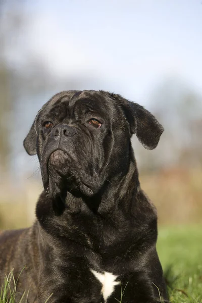 Cane Corso Perro Desde Italia Portrato Adulto —  Fotos de Stock