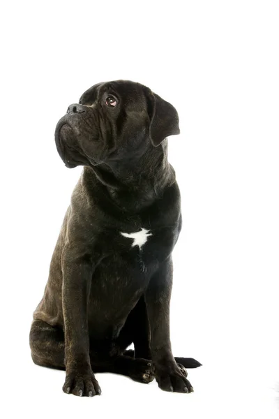 Cane Corso Psí Plemeno Itálie Sedící Dospělý Vzhlížející Proti Bílému — Stock fotografie