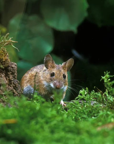 Желтая Косая Мышь Амодемус Флавоногий Взрослый Стоящий Мышах — стоковое фото