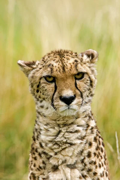 Cheetah Acinonyx Jubatus Retrato Adulto Parque Masai Mara Quênia — Fotografia de Stock