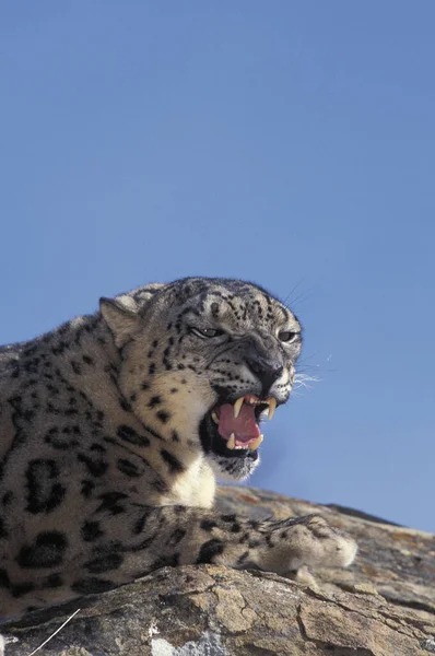 Leopardo Neve Onça Uncia Uncia Retrato Rnarling Adulto — Fotografia de Stock