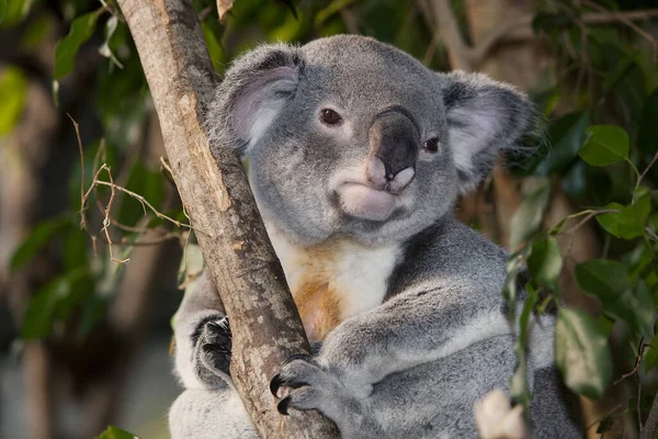 Koala Phascolarctos Cinereus Man Stående Grenen — Stockfoto