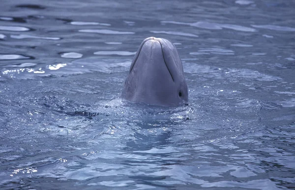 Beluga Walvis Witte Walvis Delphinapterus Leucas Hoofd Van Volwassene Die — Stockfoto