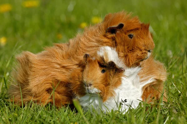 Gine Domuzu Cavia Porcellus Çimlerin Üzerinde Duran Yetişkinler — Stok fotoğraf