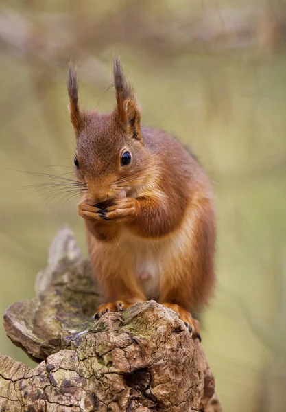 Красная Белка Sciurus Vulgaris Взрослые Едят Hazelnut Нормандия — стоковое фото