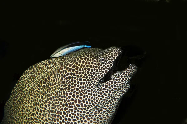 Honeycomb Moray Eel Gymnothorax Favagineus Adult Bluestreak Cleaner Wrasse Labroides — 图库照片