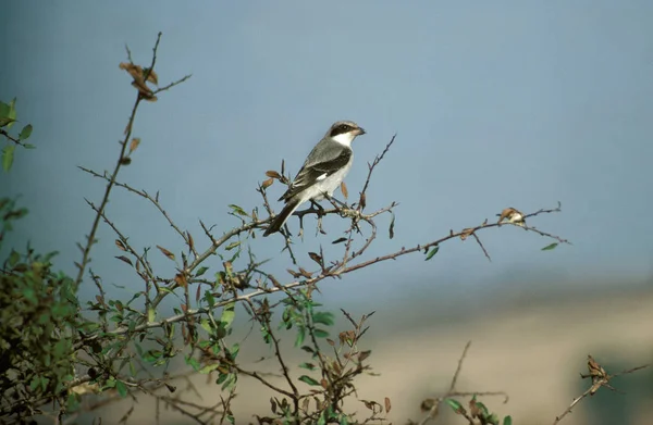 Lesser Grey Shrike Lanius Minor Adult Standing Branch Kenya — Stock fotografie