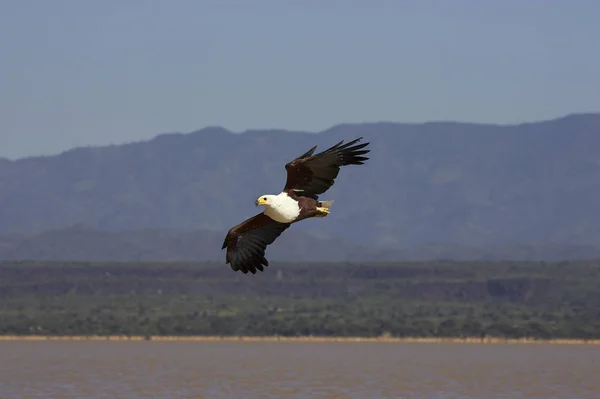 Afrika Balık Kartalı Haliaeetus Vocifer Yetişkin Uçuşu Kenya Baringo Gölü — Stok fotoğraf