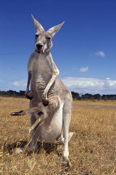 Red Kangaroo Macropus Rufus Femme Jambes Joey Sortant Pouch Australie — Photo