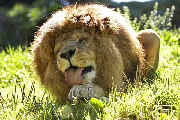 Afrika Aslanı Panthera Aslanı Erkek Pençesini Yalıyor — Stok fotoğraf