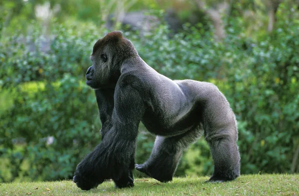 Gorilla Gorilla Gorilla Silverback Adult Male Steht Auf Gras — Stockfoto