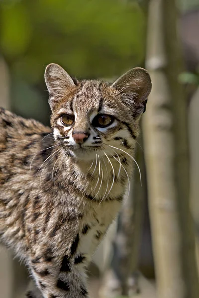 Tiger Cat Oncilla Leopardus Tigrinus Portrait Adult — Stock Photo, Image