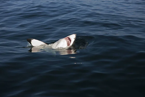 Great White Shark Carcharodon Carcharias Adult Breaching False Bay Sudáfrica —  Fotos de Stock