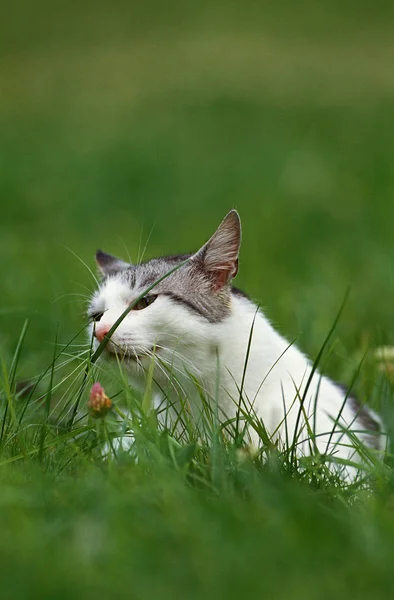 고양이 — 스톡 사진