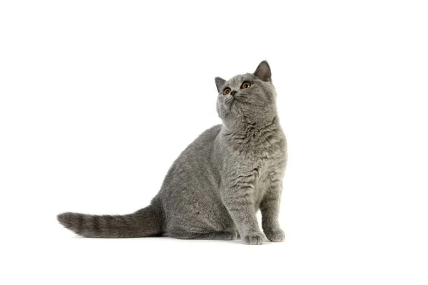 Blue British Shorthair Domestic Cat Seduta Femminile Sullo Sfondo Bianco — Foto Stock