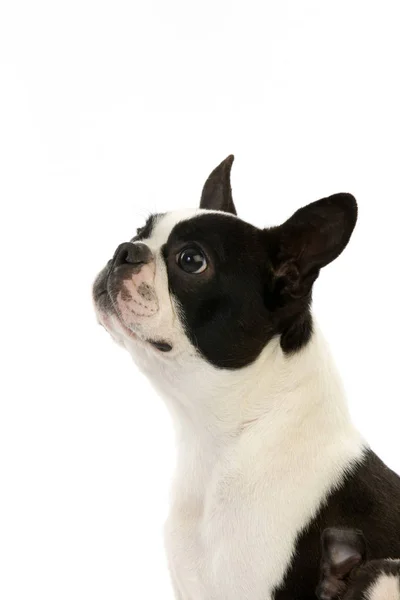 Boston Terrier Dog Πορτρέτο Ενηλίκων Λευκό Φόντο — Φωτογραφία Αρχείου