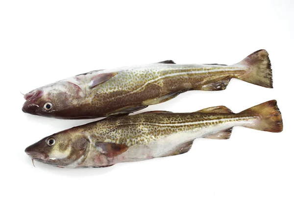 Cod Gadus Morhua Fresh Fishes White Background — Stock Photo, Image