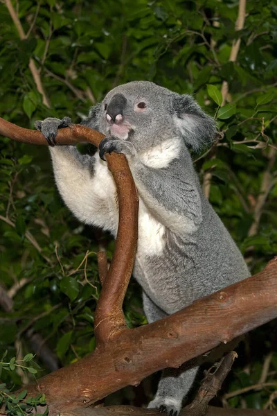 Koala Phascolarctos Cinereus Mężczyzna Stojący Gałęzi — Zdjęcie stockowe