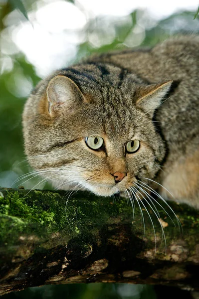 European Wildcat Felis Silvestris Ενηλίκων Στο Branch — Φωτογραφία Αρχείου