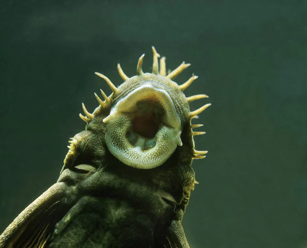 Medusa Pleco Ancistrus Ranunculus 口の近く — ストック写真