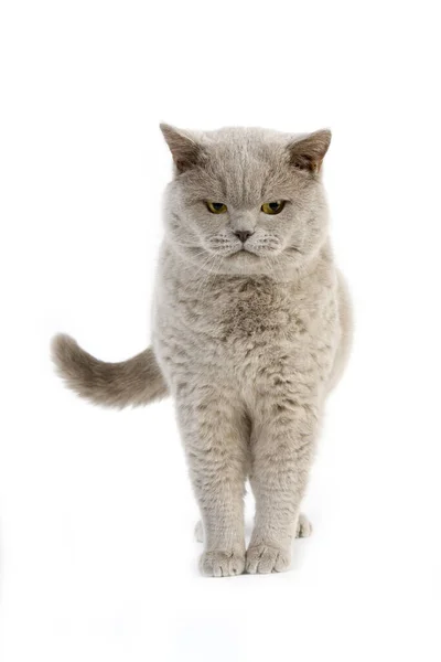 Liliowy British Shorthair Domestic Cat Mężczyzna Stojący Białym Tle — Zdjęcie stockowe