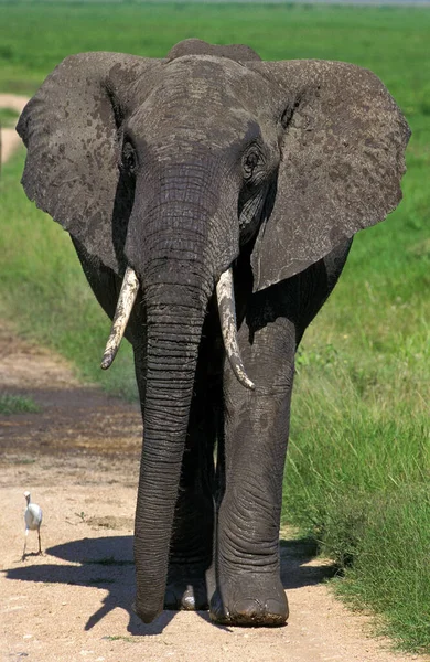 Elefante Africano Loxodonta Africana Adulto Caminando Por Pista Masai Mara — Foto de Stock