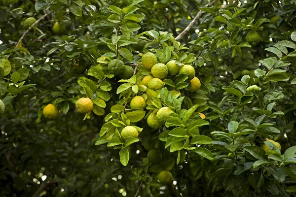 Citrus Tree Manu National Park Peru — Stock Photo, Image