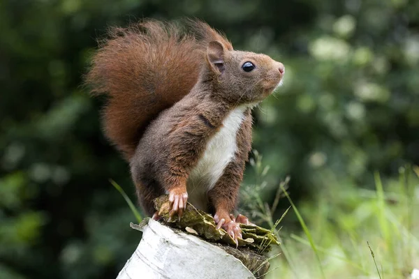 Red Squirrel Sciurus Vulgaris Adult Стоячи Branch Normandy — стокове фото