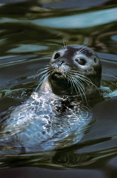 Harbour Seal Phoca Vitulina Adult Head Surface — 스톡 사진