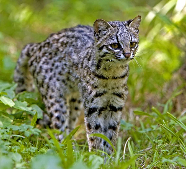 Tiger Cat Oncilla Leopardus Tigrinus Adulto Grama — Fotografia de Stock