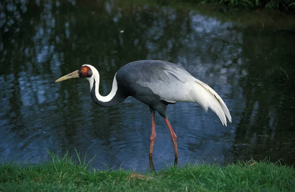 Fehér Naped Crane Grus Vipio Vízben Álló Felnőtt — Stock Fotó