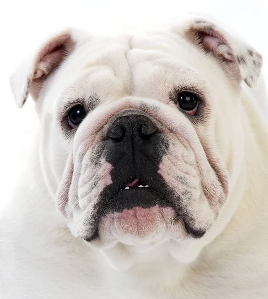English Bulldog Portrait Female White Background — 스톡 사진