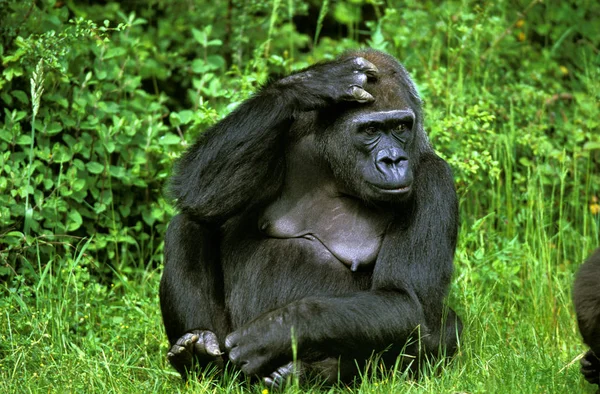 Eastern Lowland Gorille Gorilla Gorilla Grauer Female Sitting Grass — Stock Photo, Image