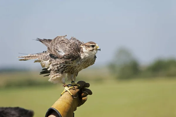 Saker Falcon Falco Cherrug Adult Standing Falconer Hand — стокове фото