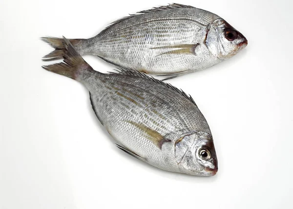 Grå Havsruda Spondyliosoma Cantharus Färsk Fisk Mot Vit Bakgrund — Stockfoto