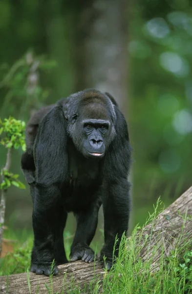 Gorila Gorila Gorila Feminino — Fotografia de Stock