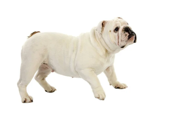 Bulldog Inglês Femino Contra Volta Branco — Fotografia de Stock