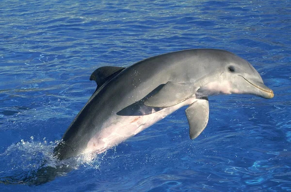 Große Tümmler Tursiops Truncatus Erwachsenenspringen — Stockfoto