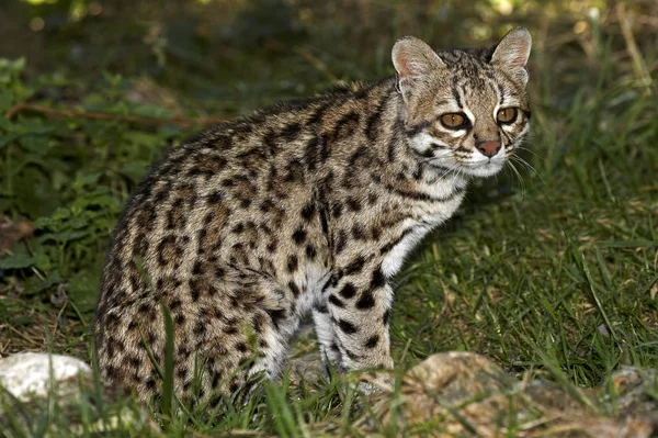 Tiger Cat Oncilla Leopardus Tigrinus Adult Sitting Grass — Stock fotografie