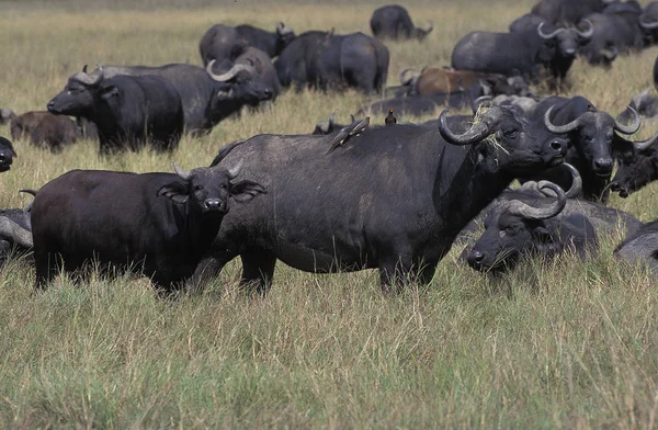 Buffalo Afrique Caffer Syncerus Troupeau Masai Mara Park Kenya — Photo