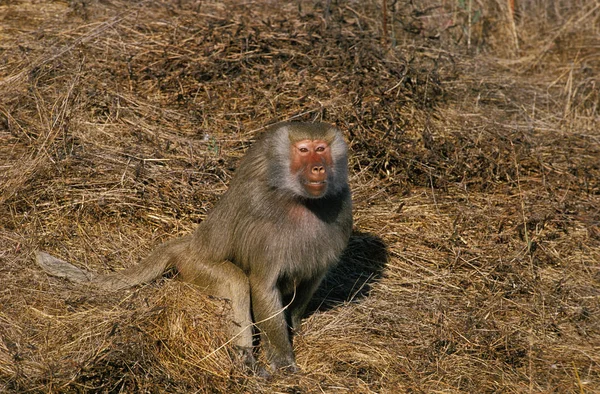 Hamadryas Baboon Papio Hamadryas Vrouw — Stockfoto