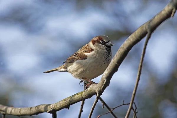 House Sparrow Passer Domesticus Male Standing Branch Normandie — Stock fotografie