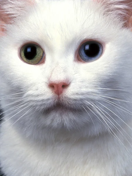 Белый Домашний Кот Портрет Взрослого Человека Зеленым Синим Глазом — стоковое фото