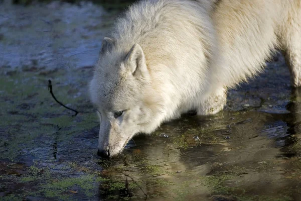 Αρκτικός Λύκος Canis Lupus Tundrarum Ενηλίκων Πόσιμο Στο Water Hole — Φωτογραφία Αρχείου