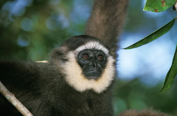 Muller Gibbon Hylobates Muelleri Portrait Adult — стоковое фото