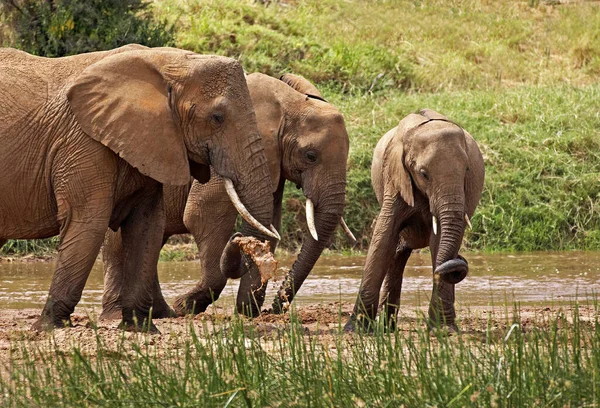 Słoń Afrykański Loxodonta Africana Grupa Stojąca Nad Rzeką Park Samburu — Zdjęcie stockowe