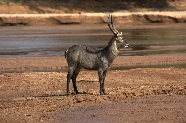 Waterbuck Kobus Ellipsiprymnus Nehir Kenarında Duran Erkek Kenya — Stok fotoğraf